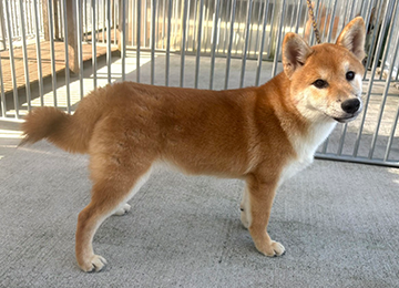 里親犬46-1