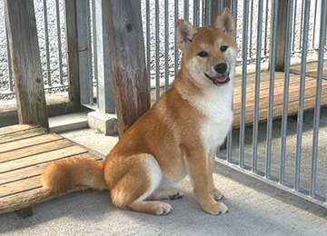 里親犬46-2