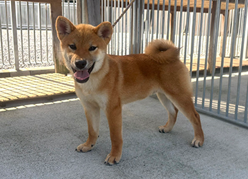 里親犬47-3